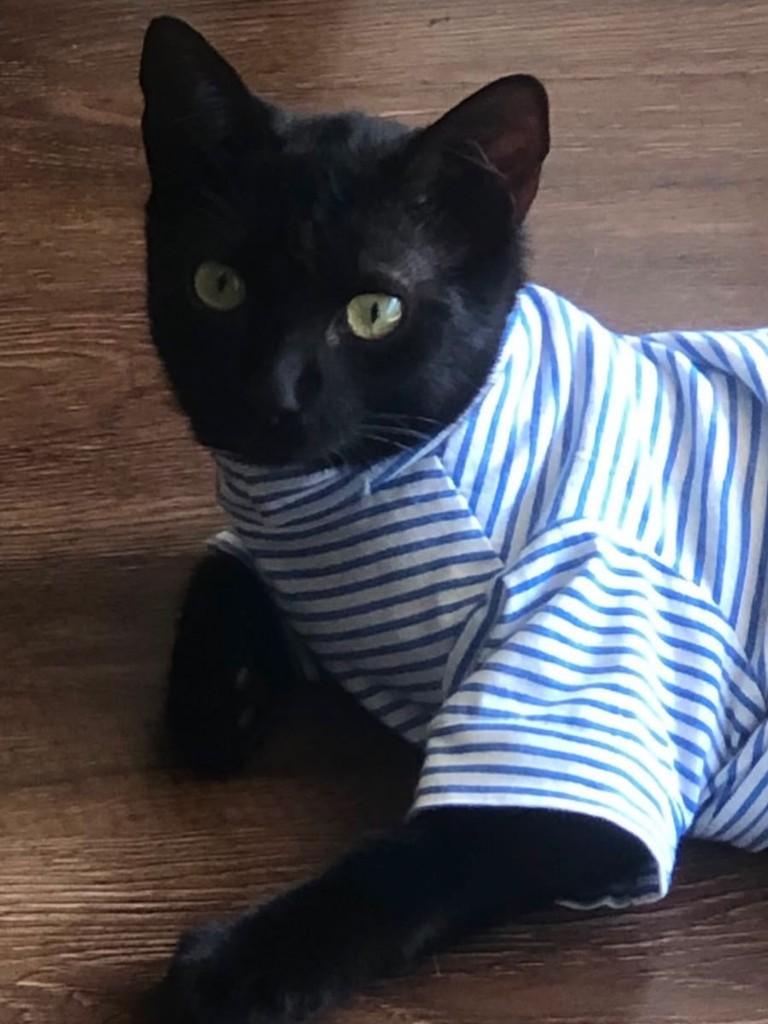 Lupita, gata de porte pequeno para adoção em Goiânia - GO