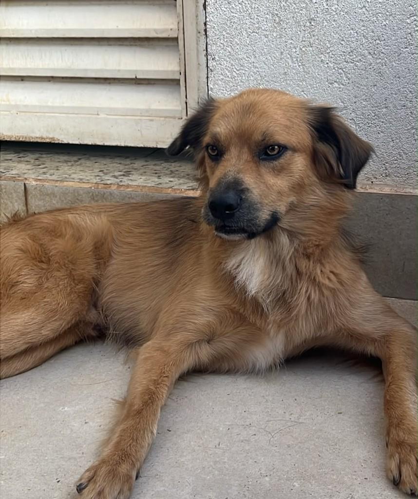 Otto, cachorro de porte médio para adoção em Goiânia - GO