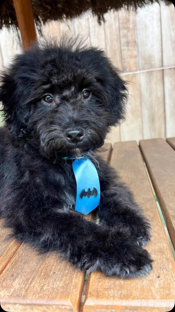 Pretinho, cachorro de porte médio para adoção em Goiânia - GO