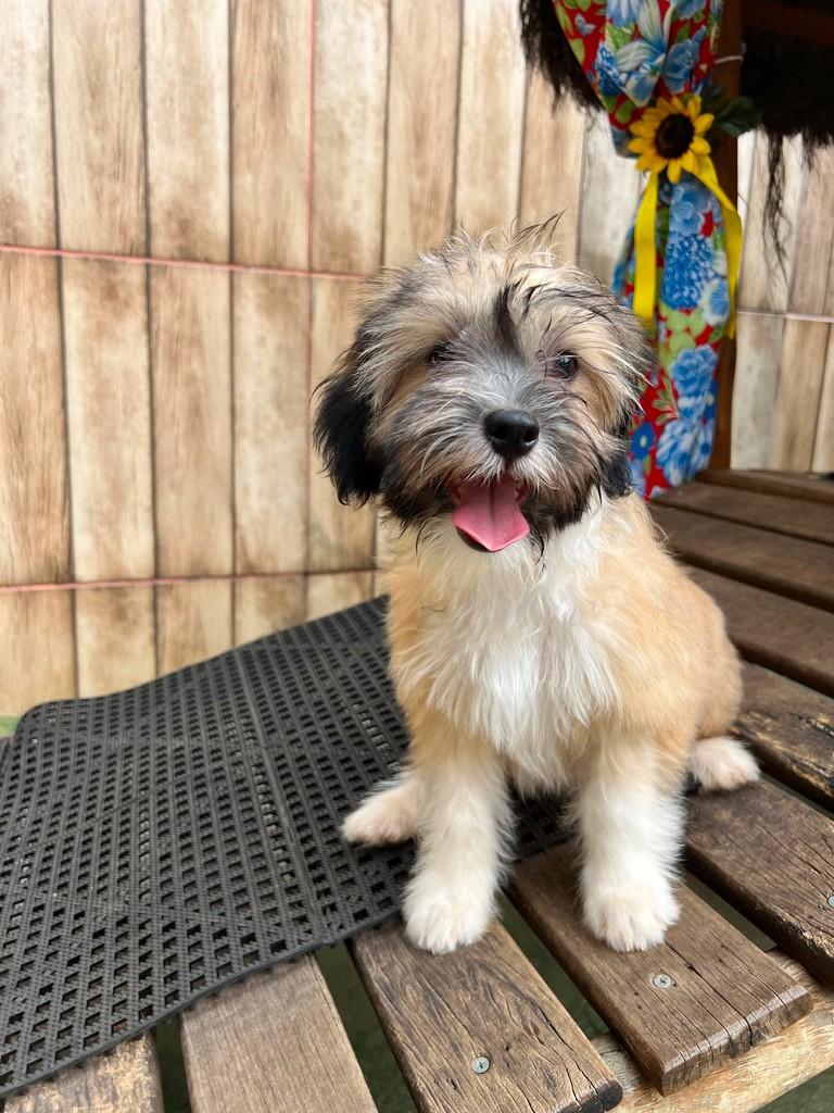 Scamp, cachorro de porte médio para adoção em Goiânia - GO