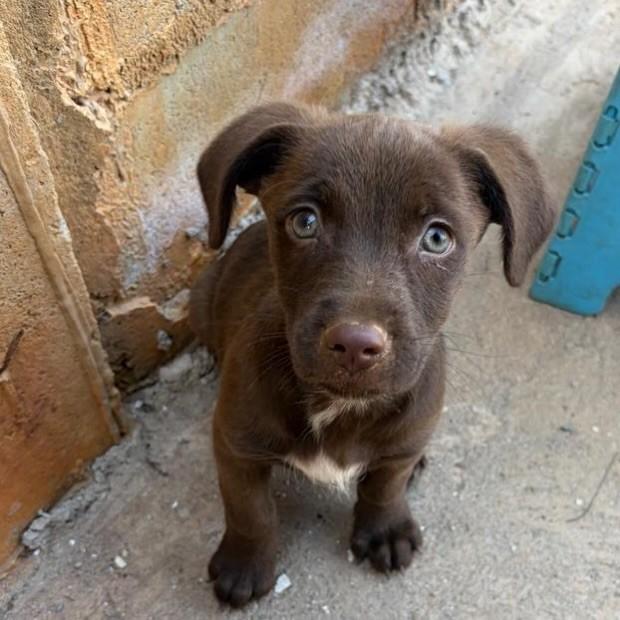Ginger, cachorro de porte pequeno para adoção em Goiânia - GO