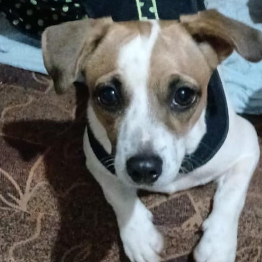 Cleitiane, cadela de porte pequeno para adoção em Goiânia - GO