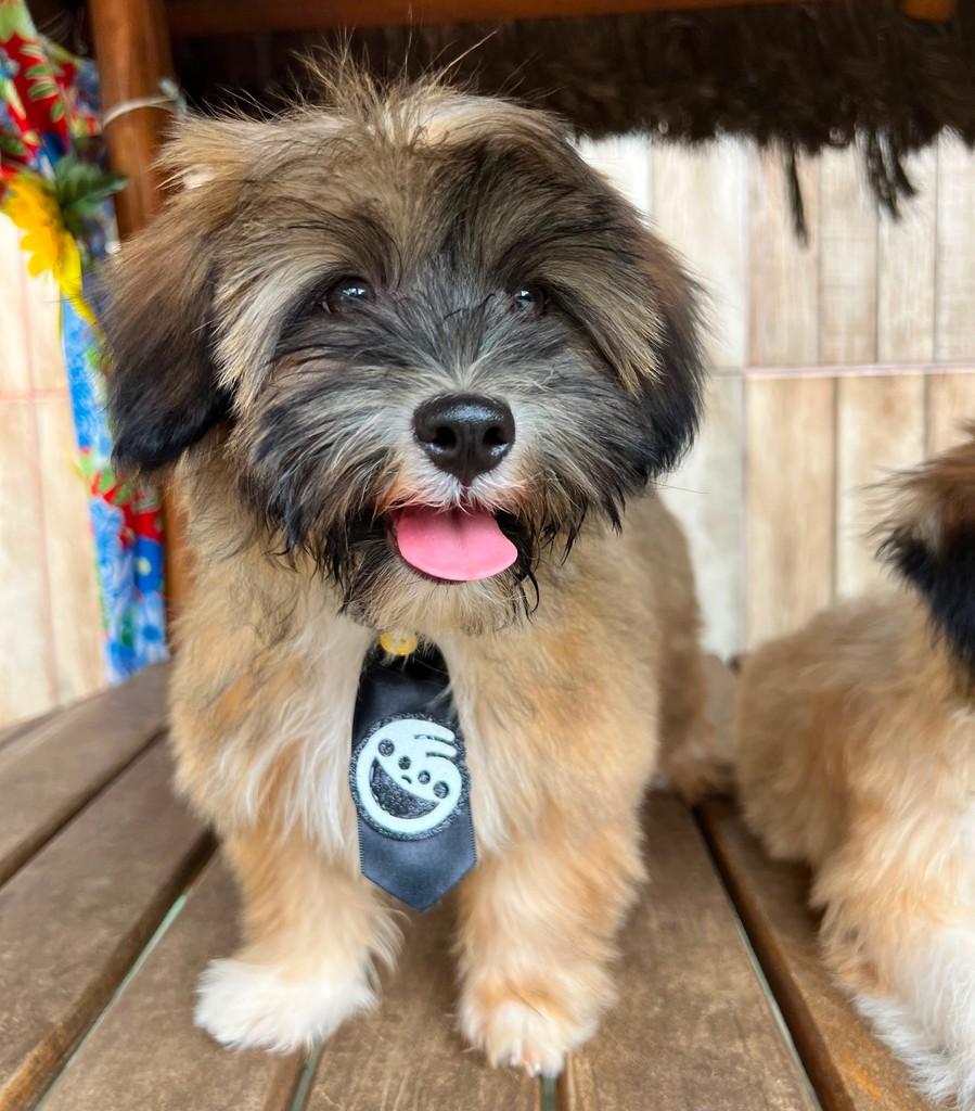 Trusty, cachorro de porte pequeno para adoção em Goiânia - GO