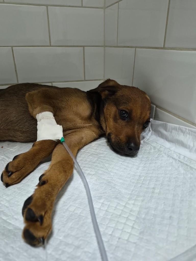 Daphne, cadela de porte médio para adoção em Goiânia - GO