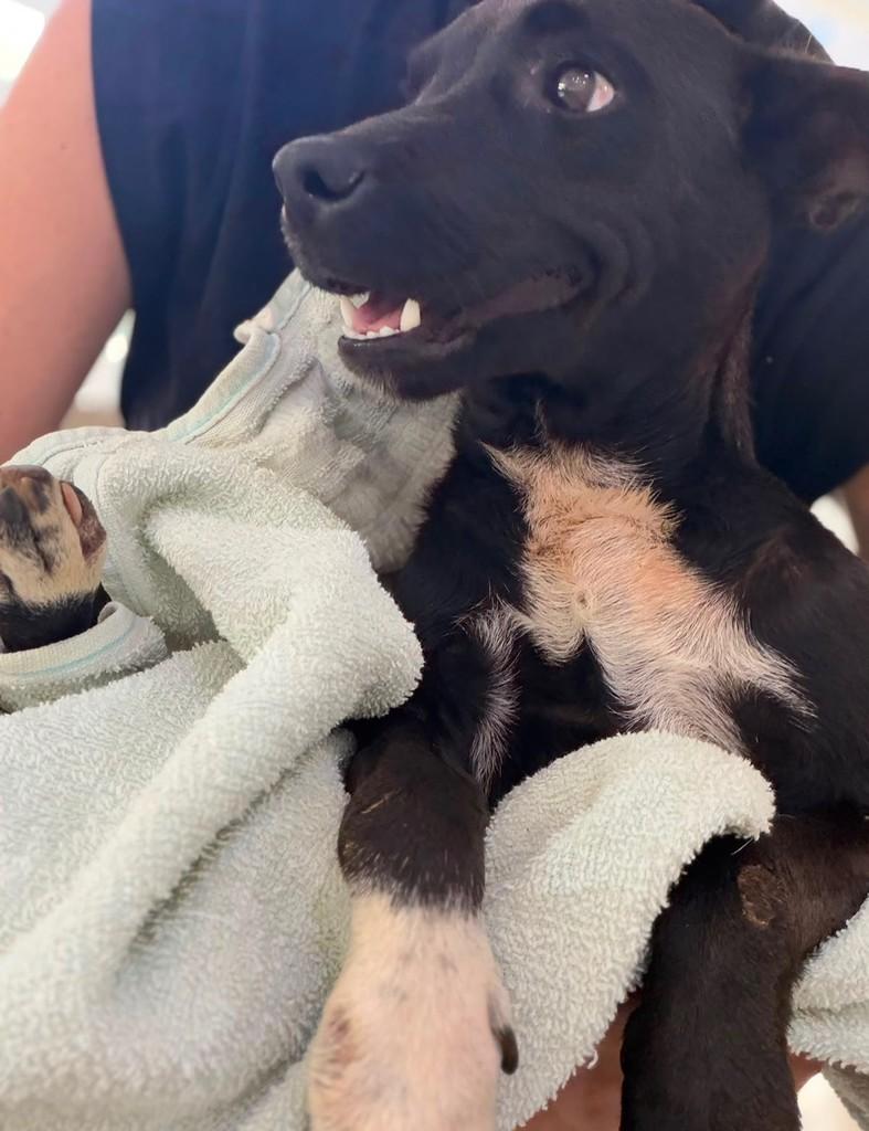 Amora, cachorro de porte pequeno para adoção em Aparecida de Goiânia - GO
