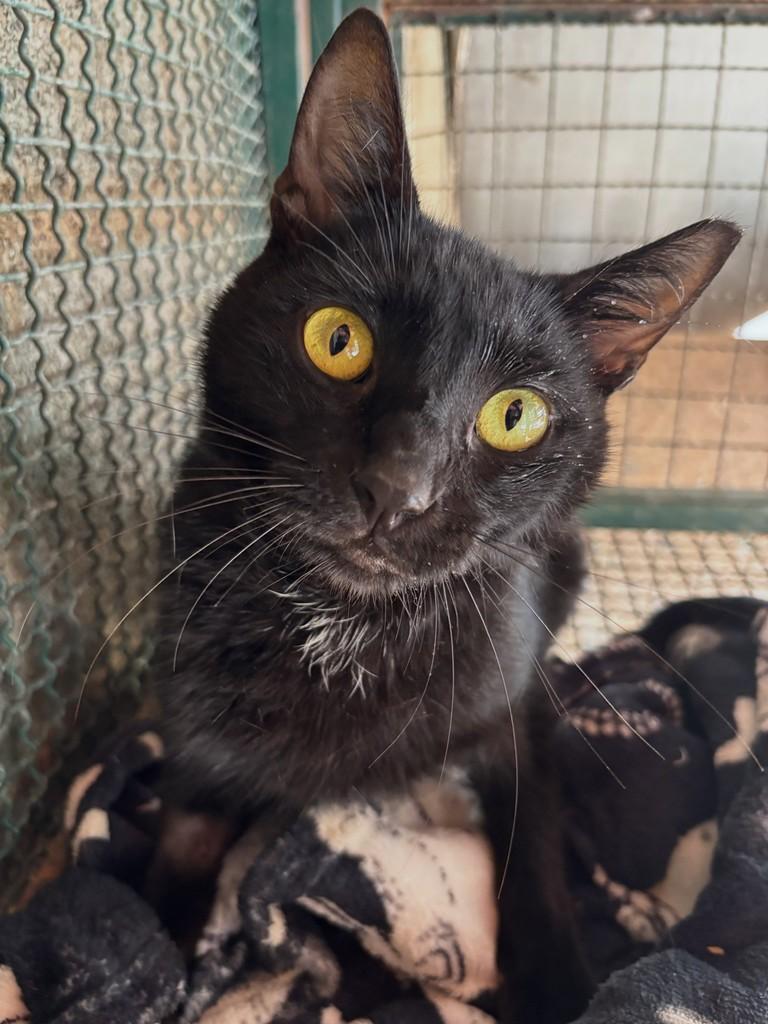 Haroldo, gato de porte pequeno para adoção em Goiânia - GO