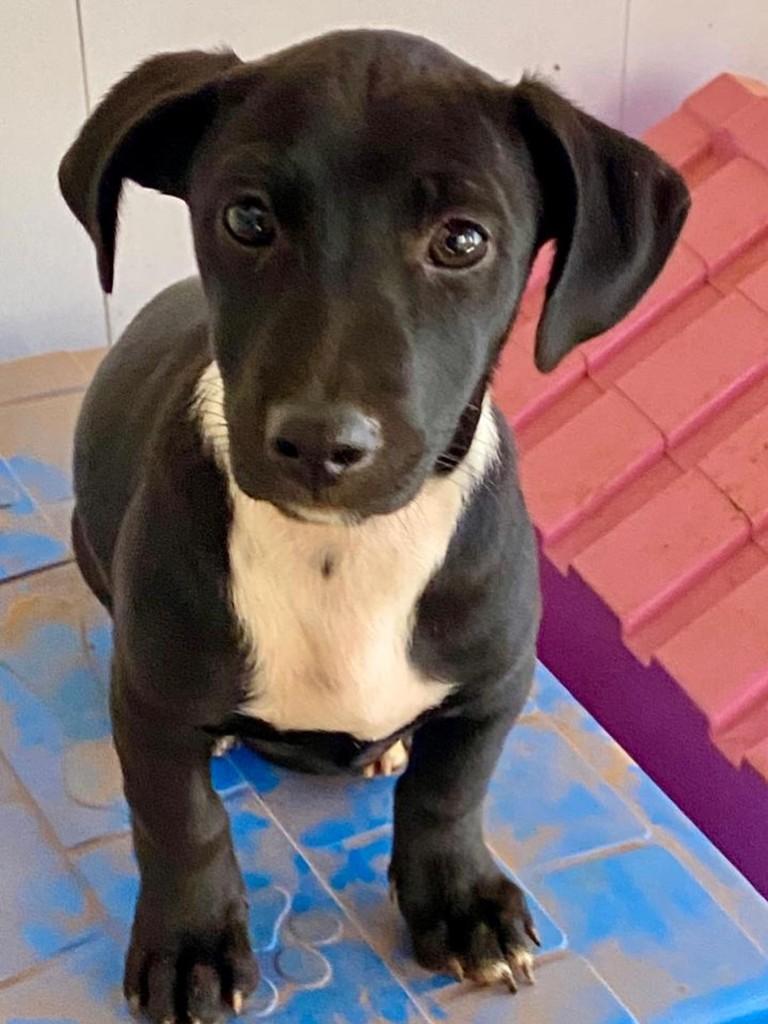 Naomi, cadela de porte pequeno para adoção em Goiânia - GO