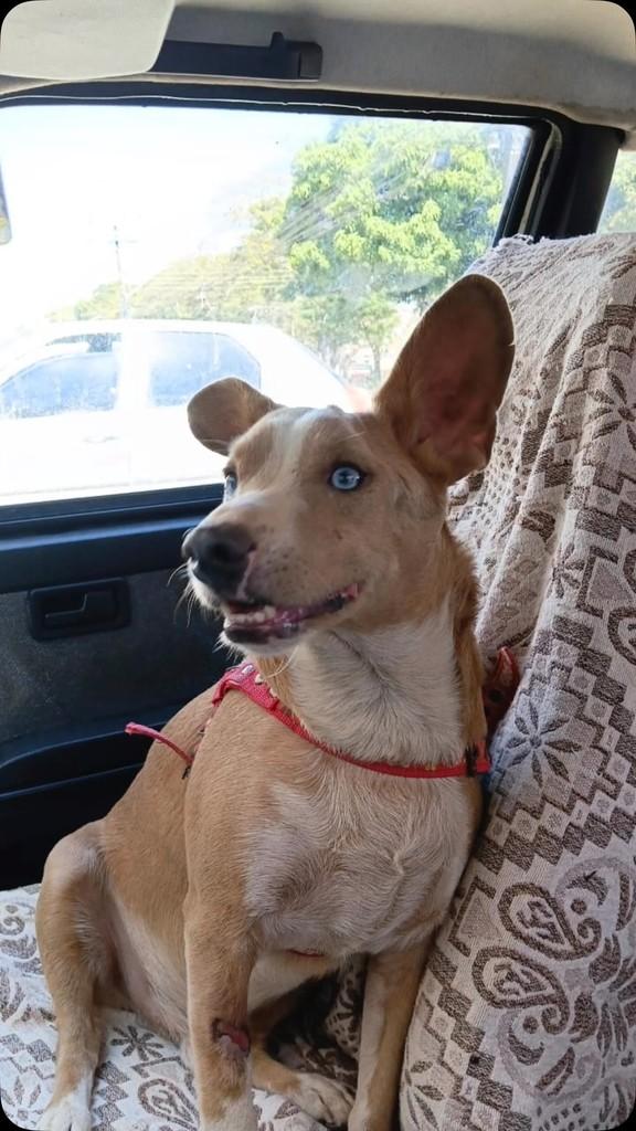 Piloto, cachorro de porte médio para adoção em Goiânia - GO
