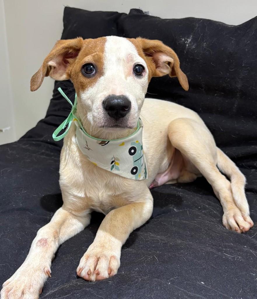 Belo Romeu, cachorro de porte pequeno para adoção em Goiânia - GO