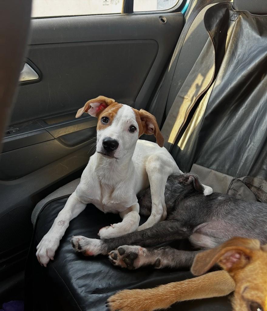 Belo Romeu, cachorro de porte pequeno para adoção em Goiânia - GO — foto 2 de 2