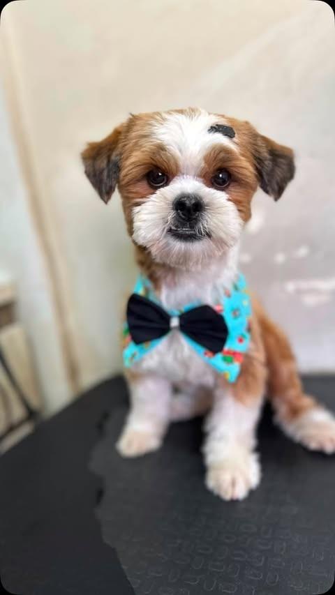 Bibelô, cachorro de porte pequeno para adoção em Goiânia - GO