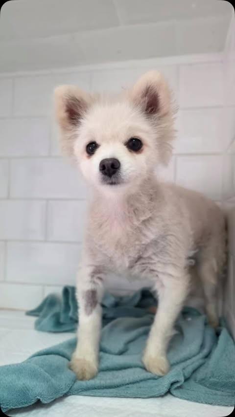 Farofa Apimentada, cachorro de porte pequeno para adoção em Goiânia - GO