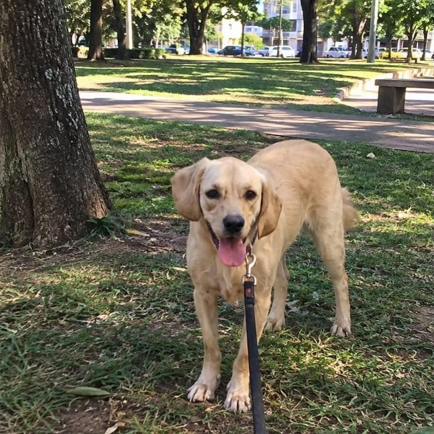Thor, cachorro de porte médio para adoção em Goiânia - GO