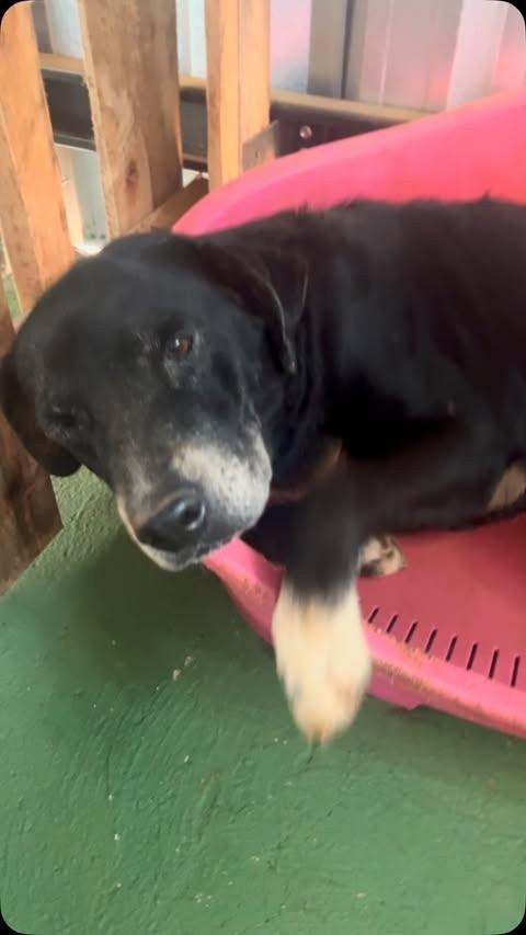 Hagar, cachorro de porte grande para adoção em Goiânia - GO