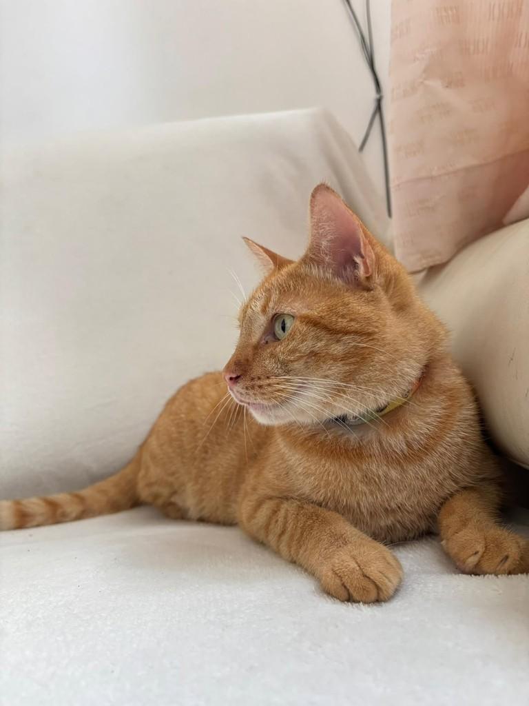 Gatolino, gato de porte pequeno para adoção em Natal - RN