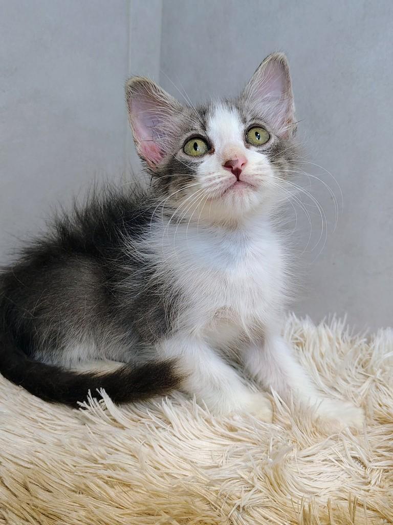 Dudu, gato de porte grande para adoção em Natal - RN