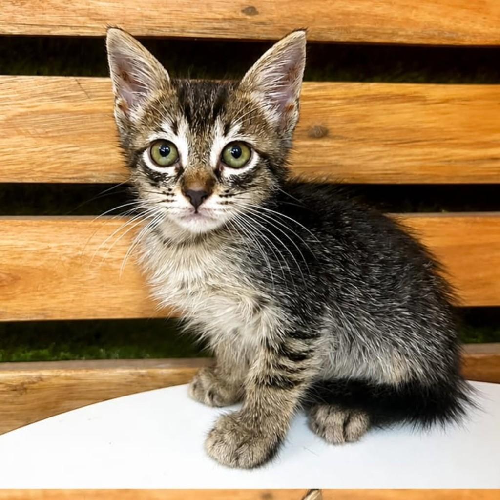 Mimi, gata de porte pequeno para adoção em Natal - RN