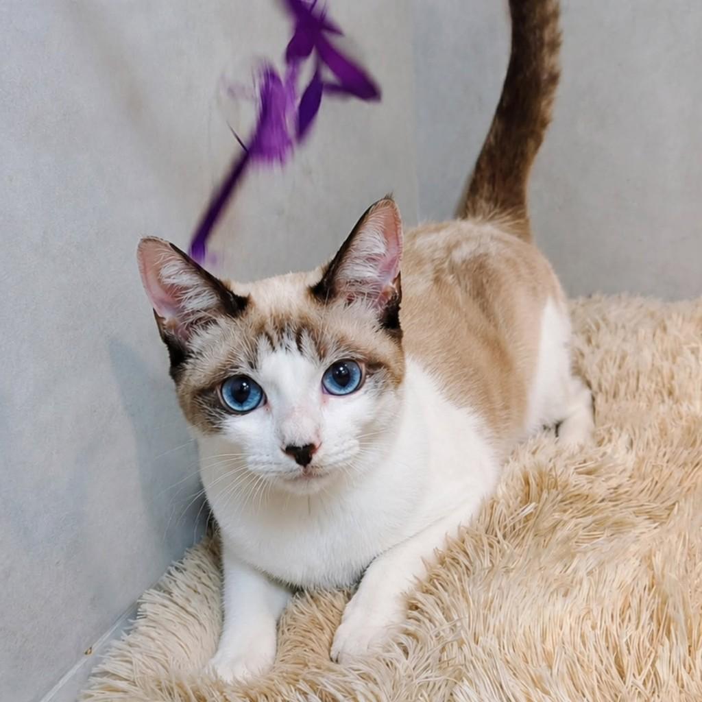 Ísis, gata de porte pequeno para adoção em Natal - RN