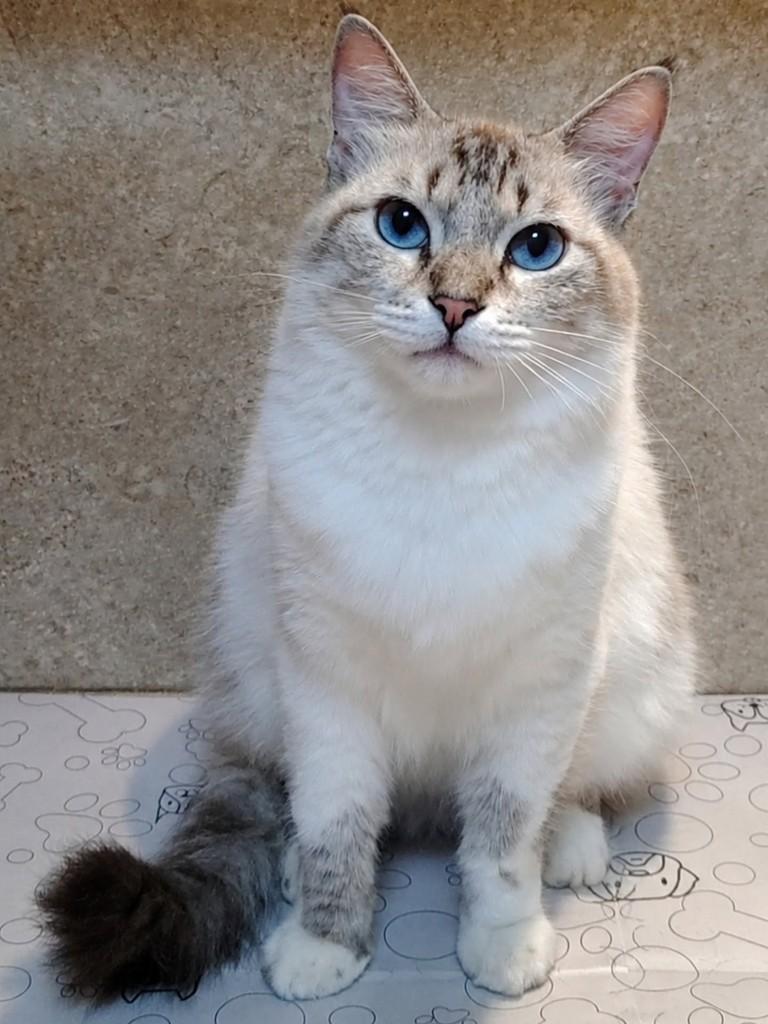Yasmin, gato de porte médio para adoção em Natal - RN