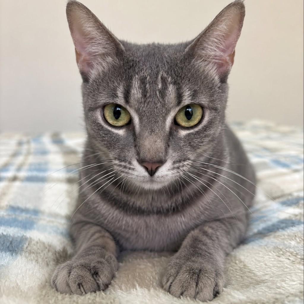 Bella, gata de porte pequeno para adoção em Natal - RN