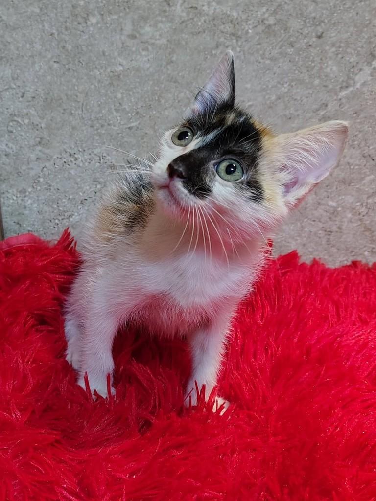 Moranguinho, gata de porte pequeno para adoção em Natal - RN