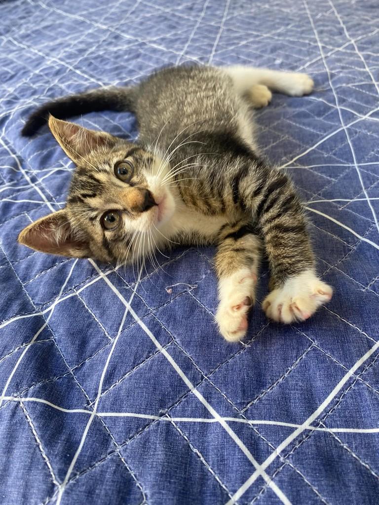 Bochecha, gata de porte pequeno para adoção em Natal - RN
