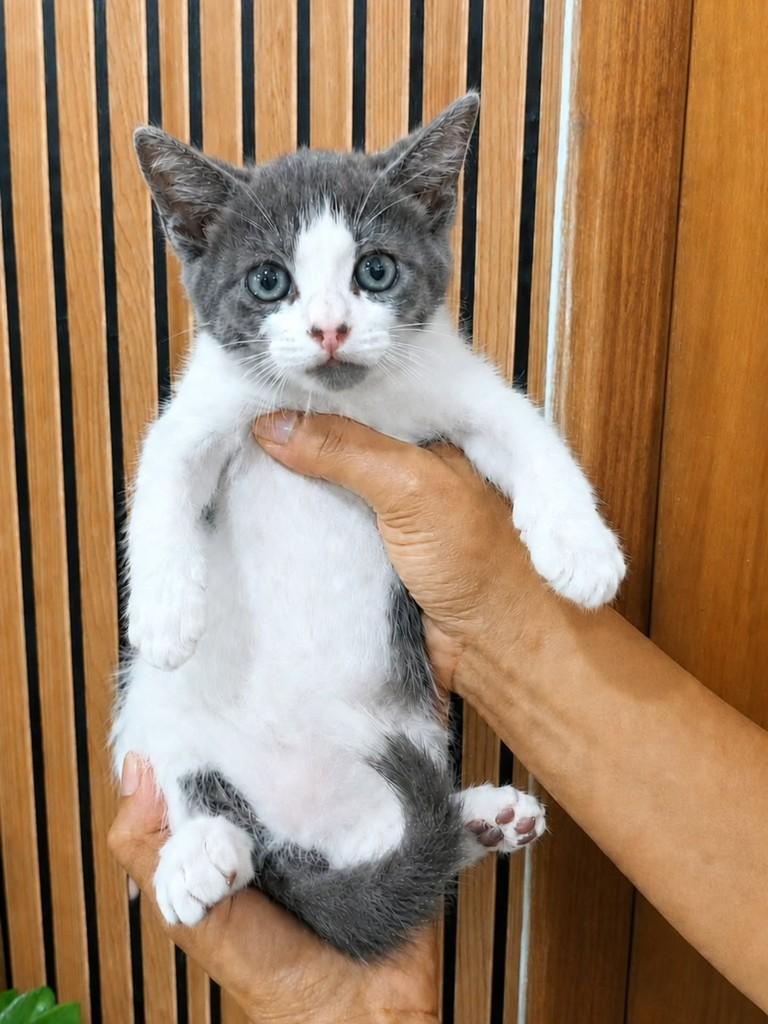 Tom, gato de porte pequeno para adoção em Natal - RN