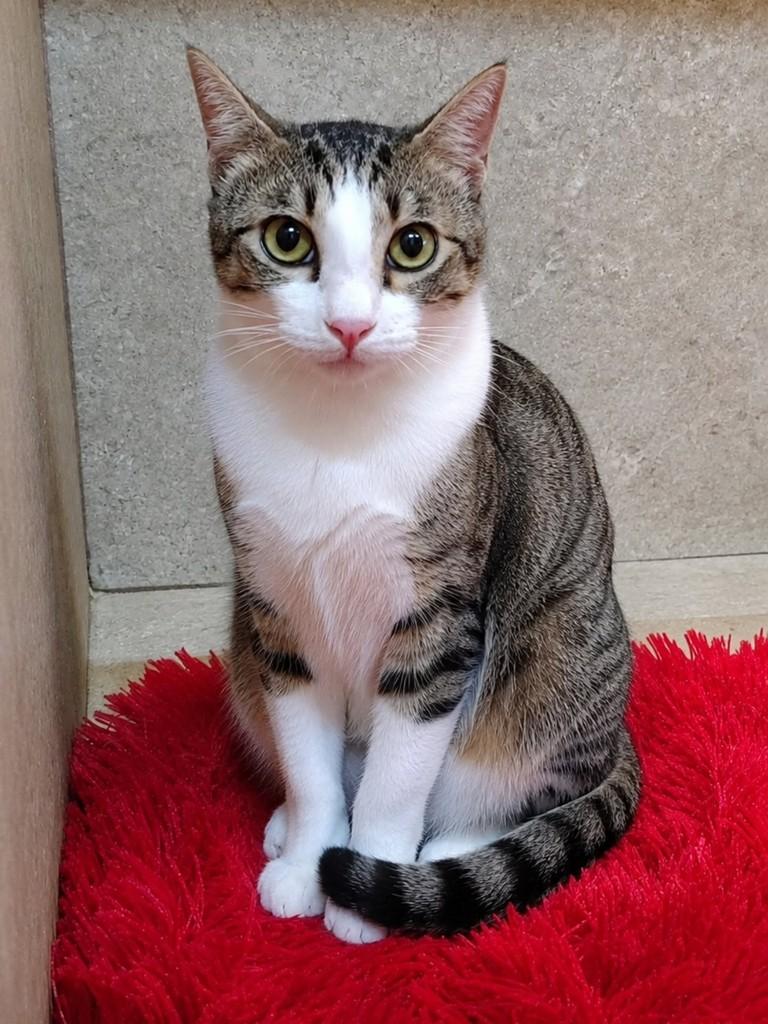 Julho, gato de porte pequeno para adoção em Natal - RN