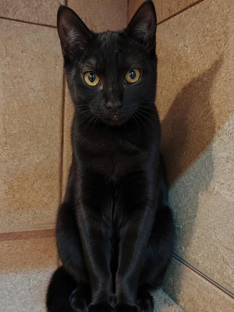 Violet, gata de porte pequeno para adoção em Natal - RN