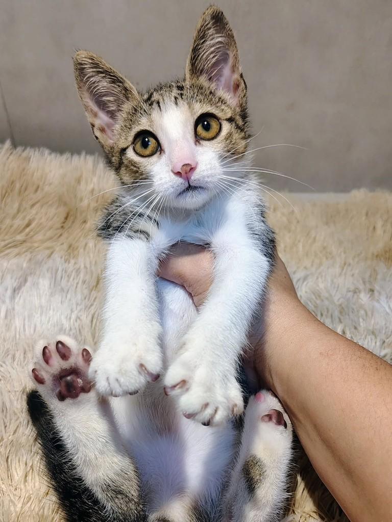 Aninha, gata de porte pequeno para adoção em Natal - RN