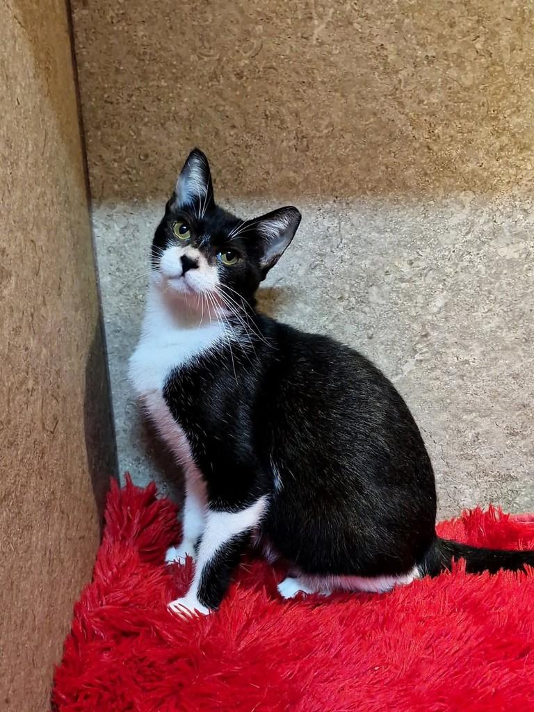 Flora, gata de porte pequeno para adoção em Natal - RN