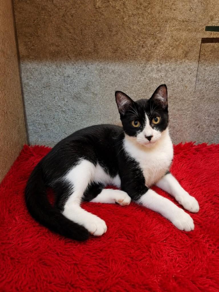 Chico, gato de porte pequeno para adoção em Natal - RN