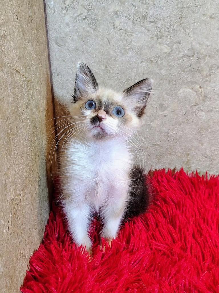 Jujuba, gato de porte pequeno para adoção em Natal - RN