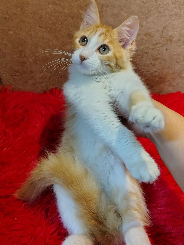 Lian, gato de porte médio para adoção em Natal - RN