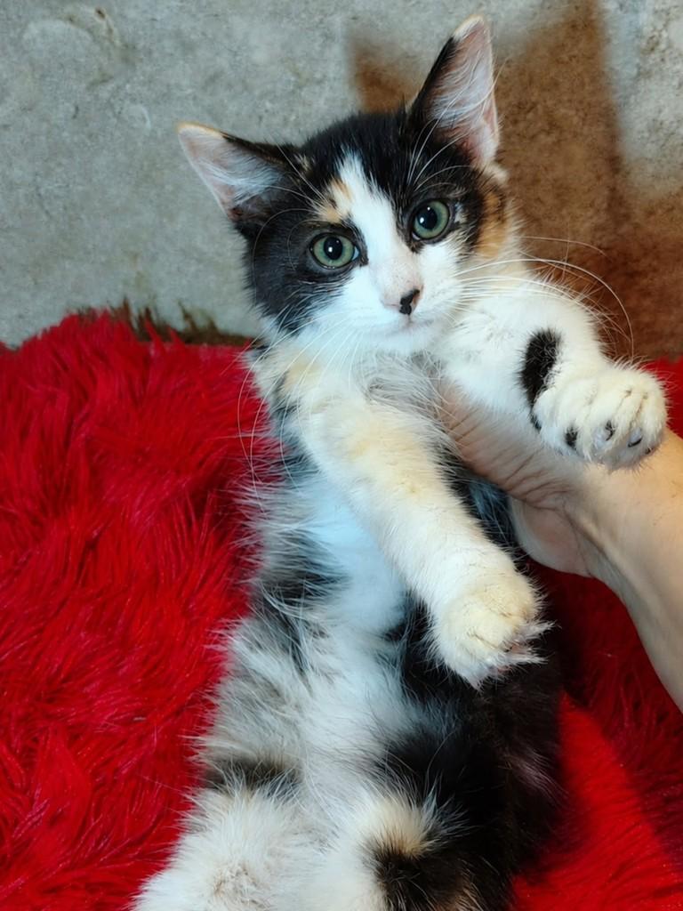 Laís, gata de porte pequeno para adoção em Natal - RN