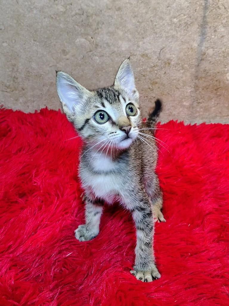 Mini, gata de porte pequeno para adoção em Natal - RN
