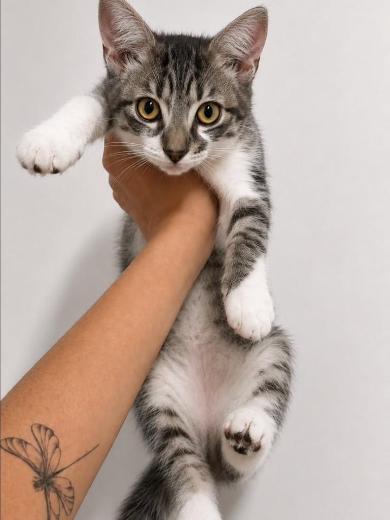 Yoda, gata de porte pequeno para adoção em Natal - RN