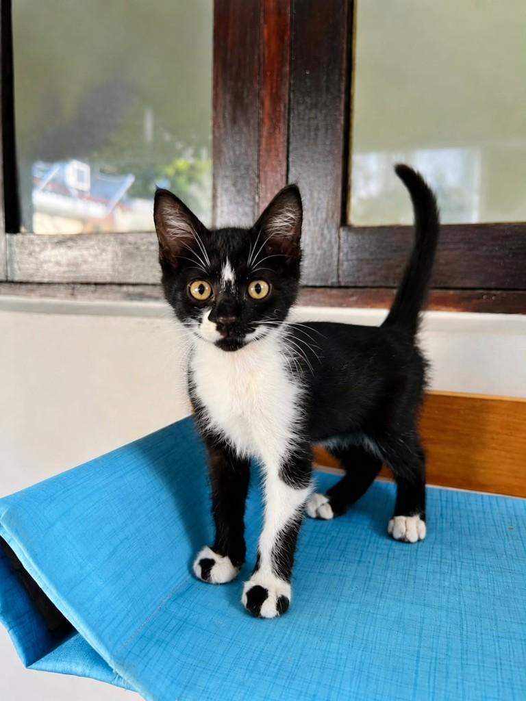 Bartó, gato de porte pequeno para adoção em Natal - RN