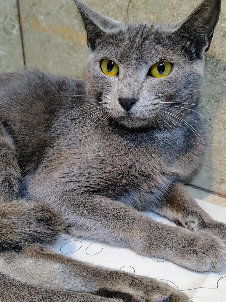 Ritinha, gata de porte pequeno para adoção em Natal - RN
