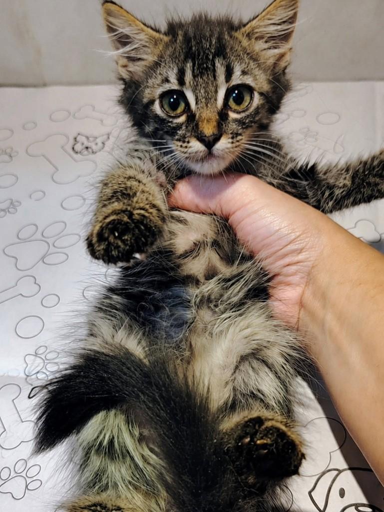Mille, gata de porte pequeno para adoção em Natal - RN