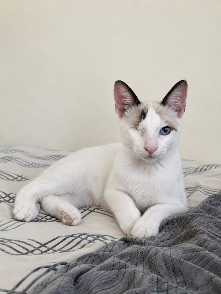 Ariel, gata de porte pequeno para adoção em Natal - RN