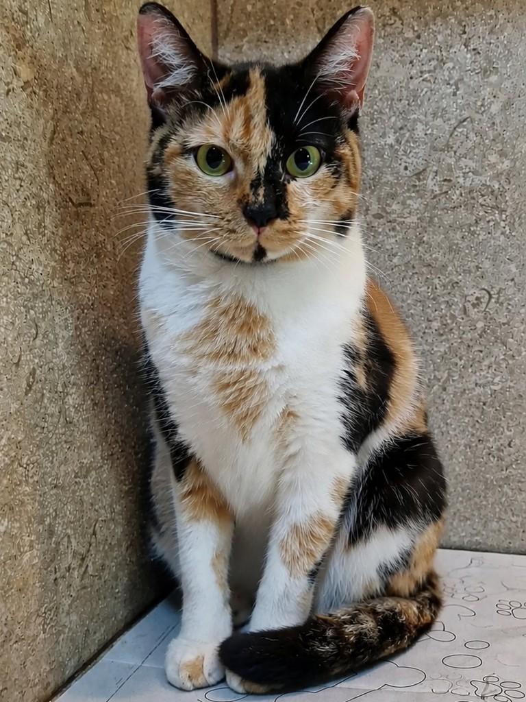Lorena, gata de porte pequeno para adoção em Natal - RN