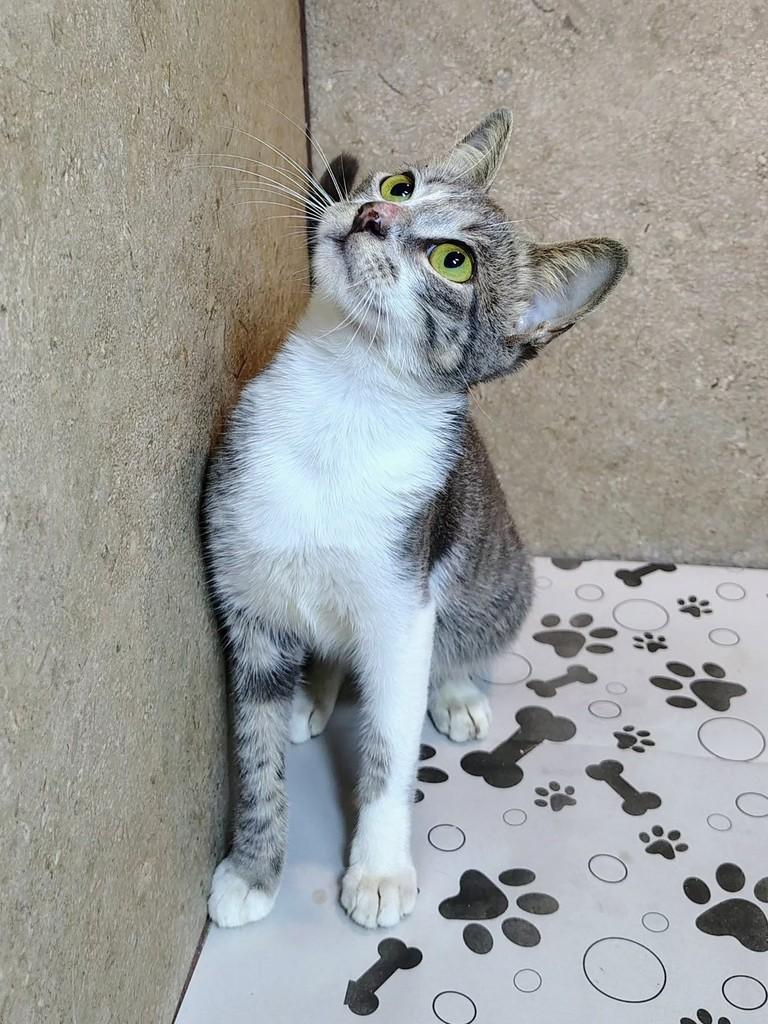 Filó, gata de porte pequeno para adoção em Natal - RN
