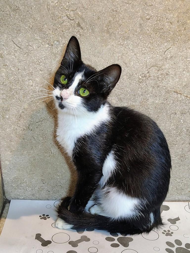 Frida, gata de porte pequeno para adoção em Natal - RN