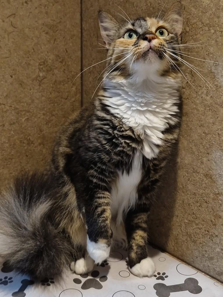 Rebeca, gato de porte médio para adoção em Natal - RN
