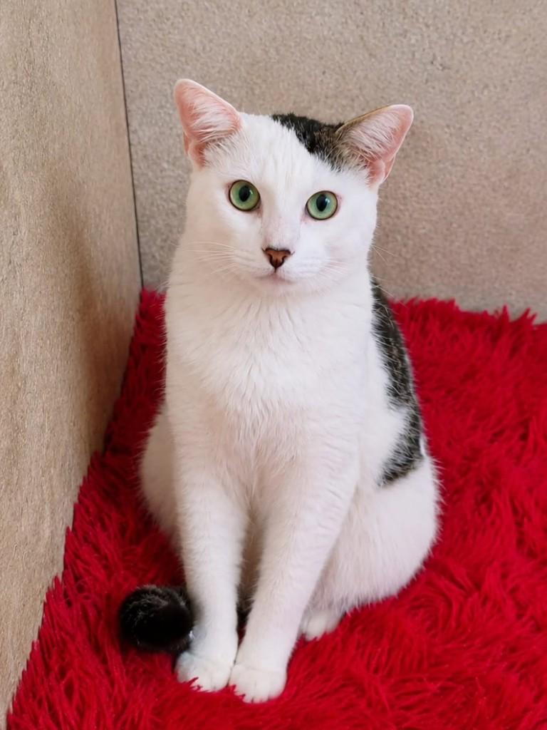 Jeremias, gato de porte pequeno para adoção em Natal - RN