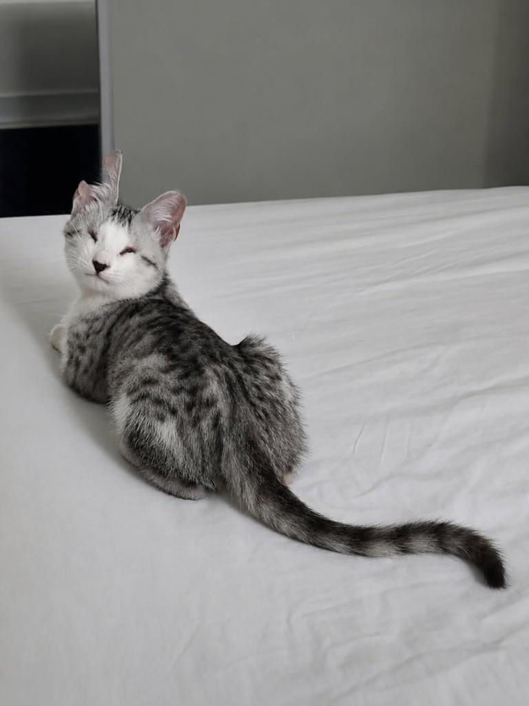Timtim, gato de porte pequeno para adoção em Natal - RN
