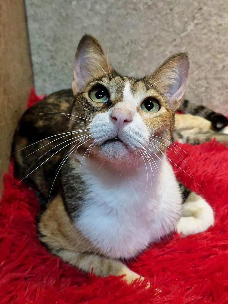 Cora, gato de porte pequeno para adoção em Natal - RN