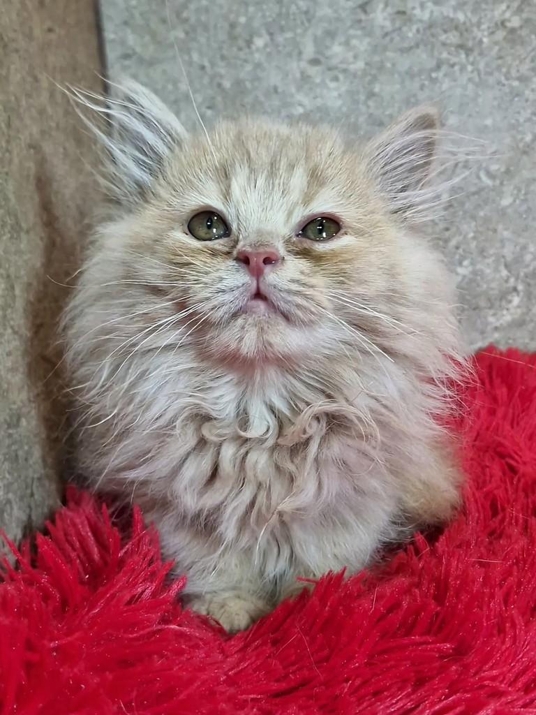 Íris, gata de porte pequeno para adoção em Natal - RN