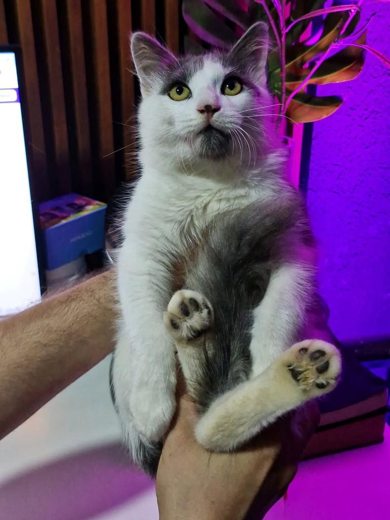 José, gato de porte pequeno para adoção em Natal - RN